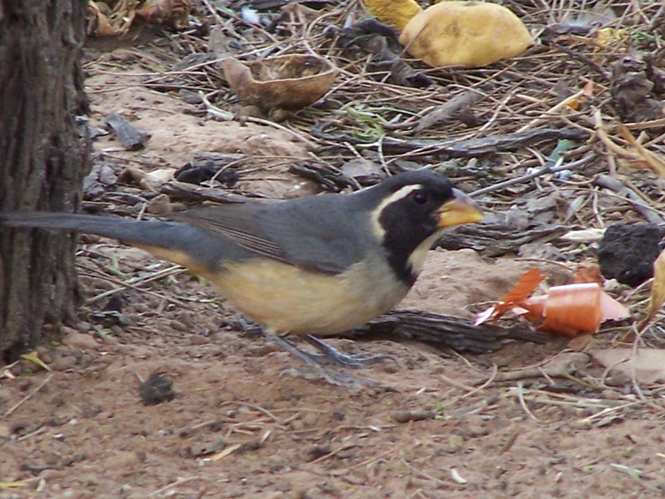 FIGURE 1 FIGURE 1